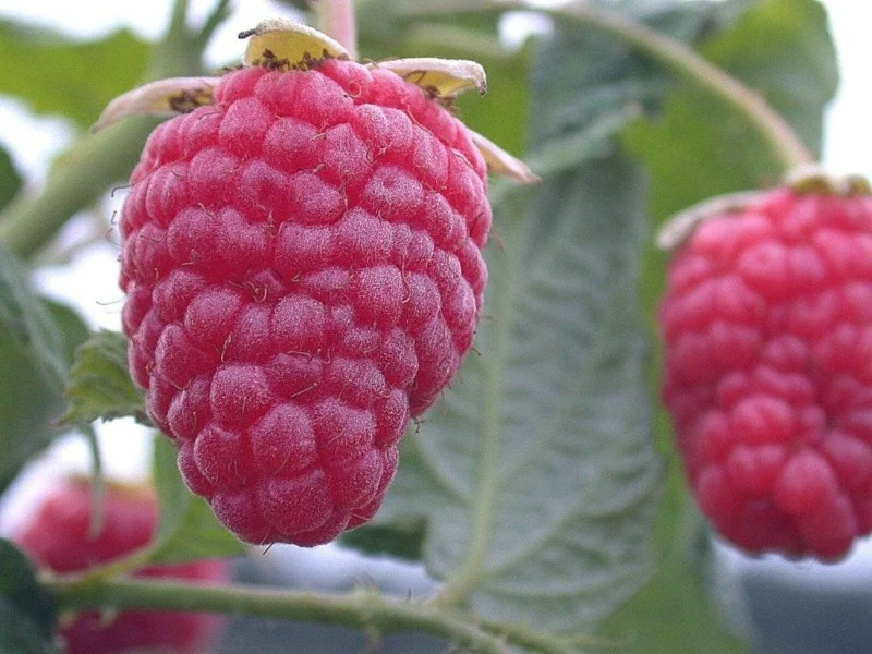 геракл