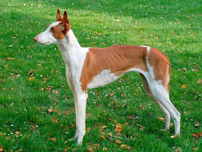 поденко ибиценко