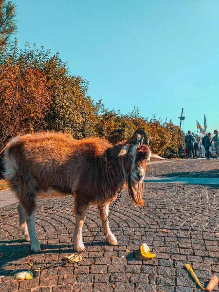 Яхт-Клуб Сич 