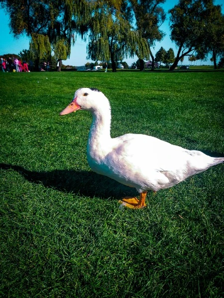 Яхт-Клуб Сич 