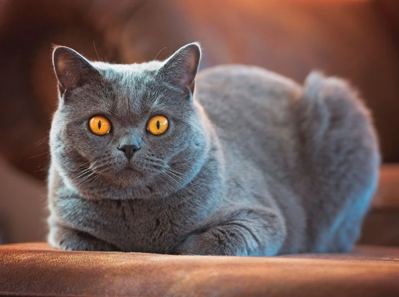 британская кошка