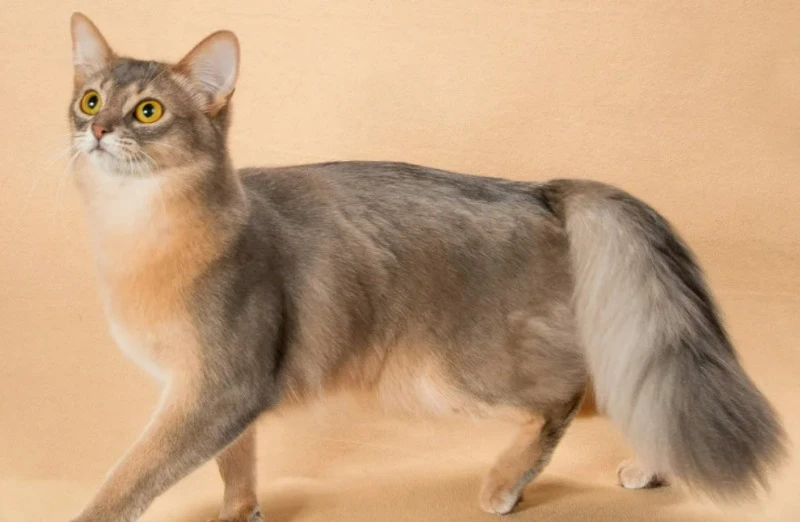 сомалийская кошка