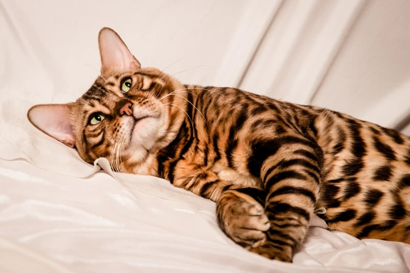 бенгальская кошка