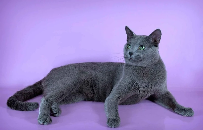 русская голубая