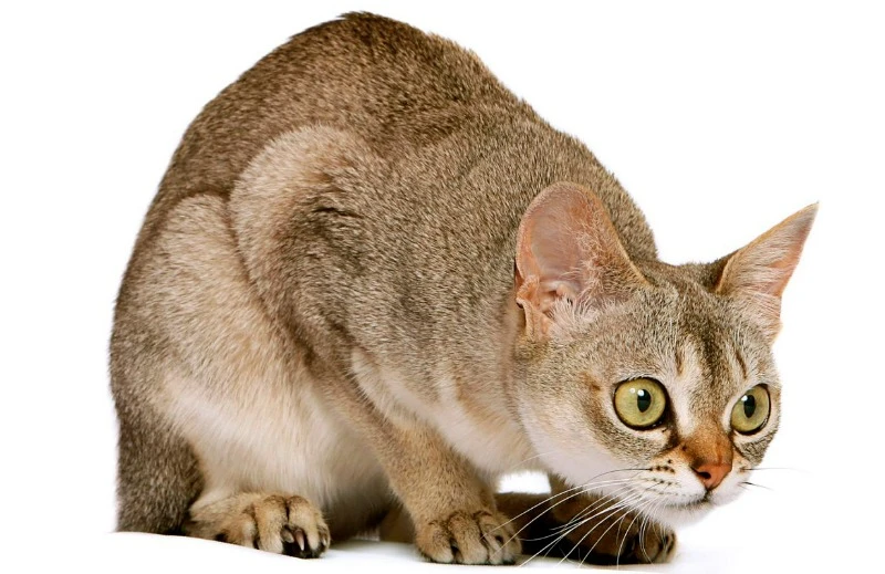 сингапурская кошка