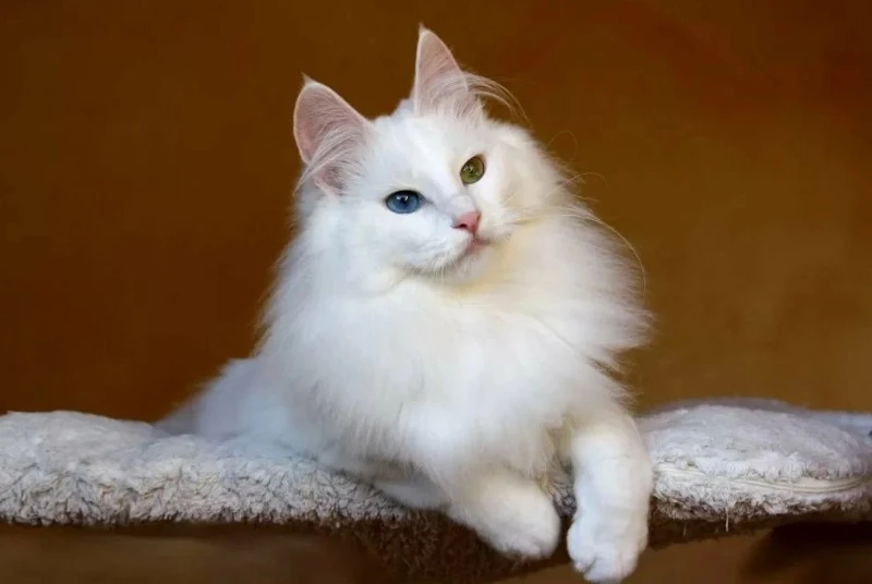 турецкая ангора