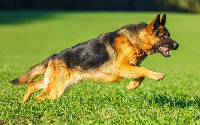 немецкая овчарка