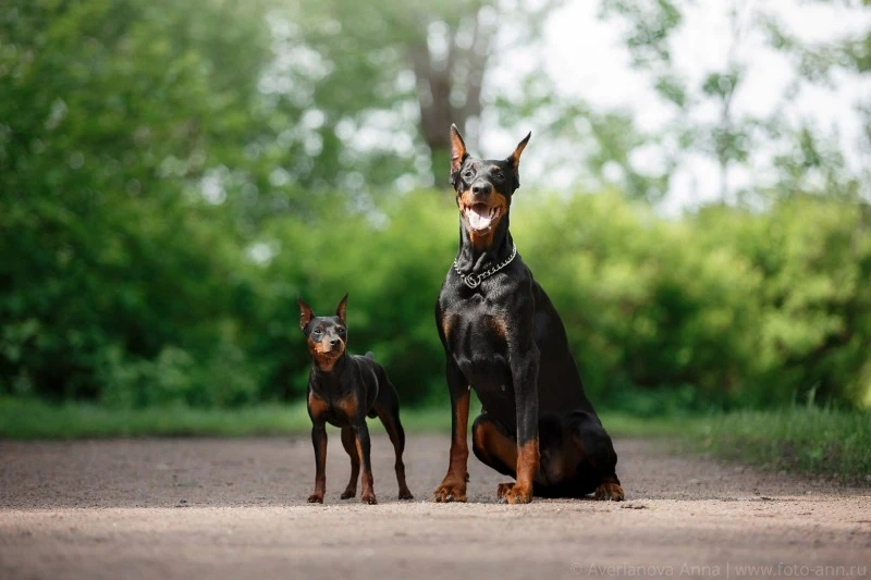 доберман