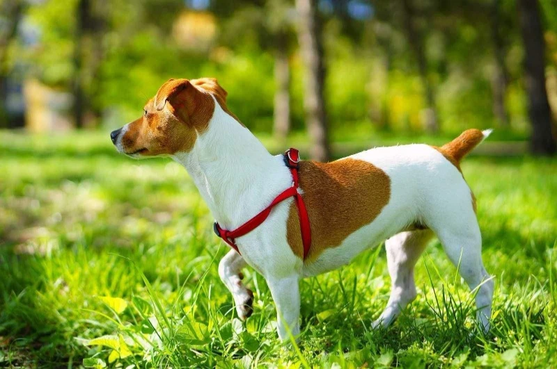джек-рассел-терьер