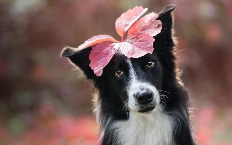 бордер колли