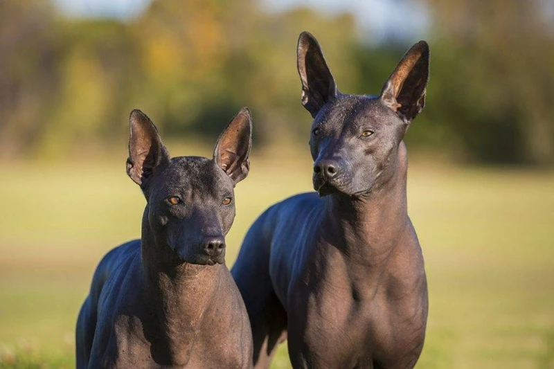 мексиканская голая