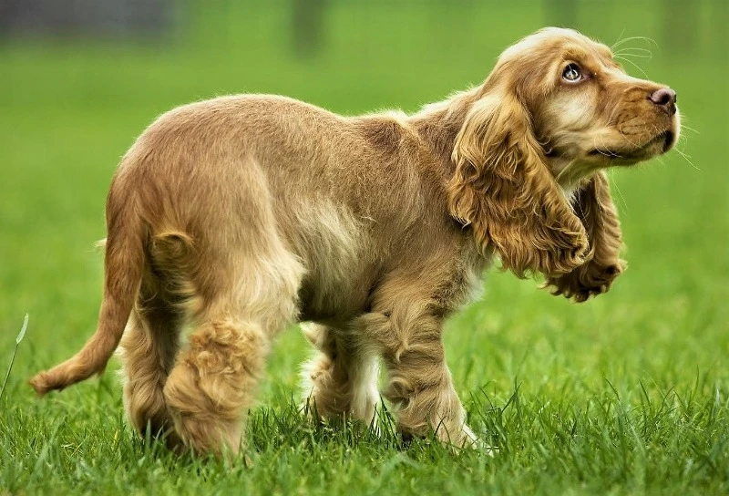 кокер-спаниель