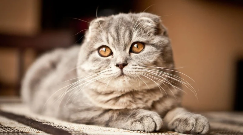 шотландская вислоухая