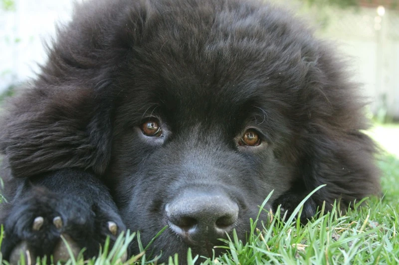 Ньюфаундленд