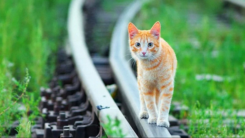 кот на рельсах