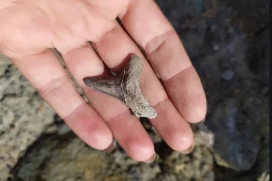 20 цікавих фактів про Луганщину, які ви могли не знати