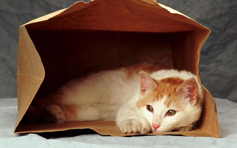 кот в пакете